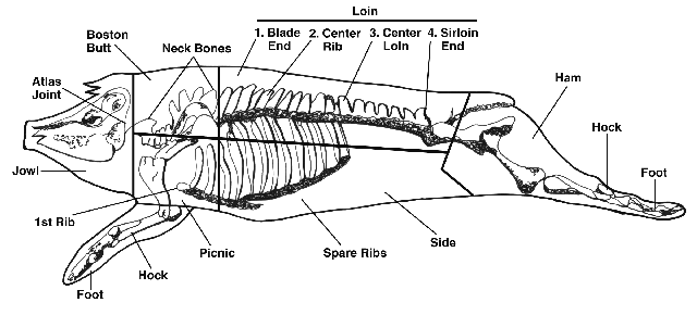 Lombardi's Prime Meats - Pork Cuts Diagram